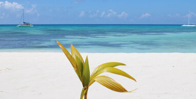 Close up of a green plant with blue sea and white beach in the background.